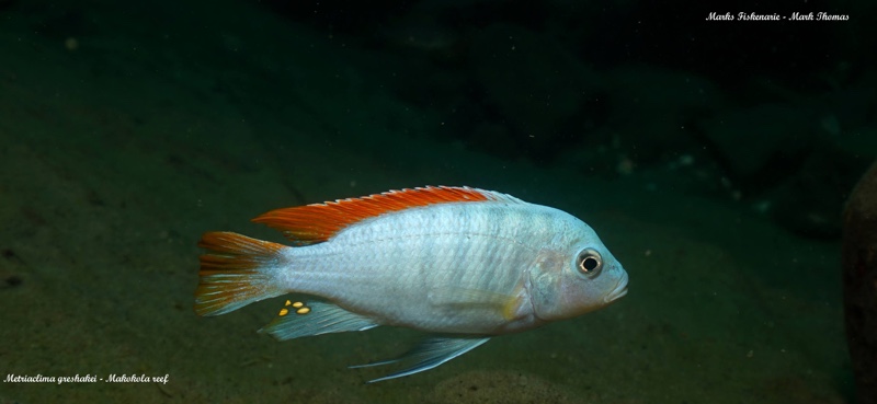 Maylandia greshakei 'Makokola Reef'